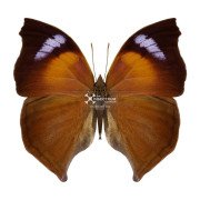 Madagascar Emperor butterfly